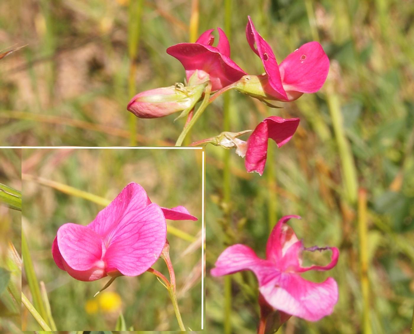 Pea, Tuberous flower